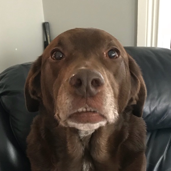 jackchapmanswim